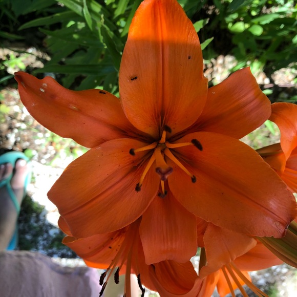 Meet your Posher, Tess - Picture 2 of 3